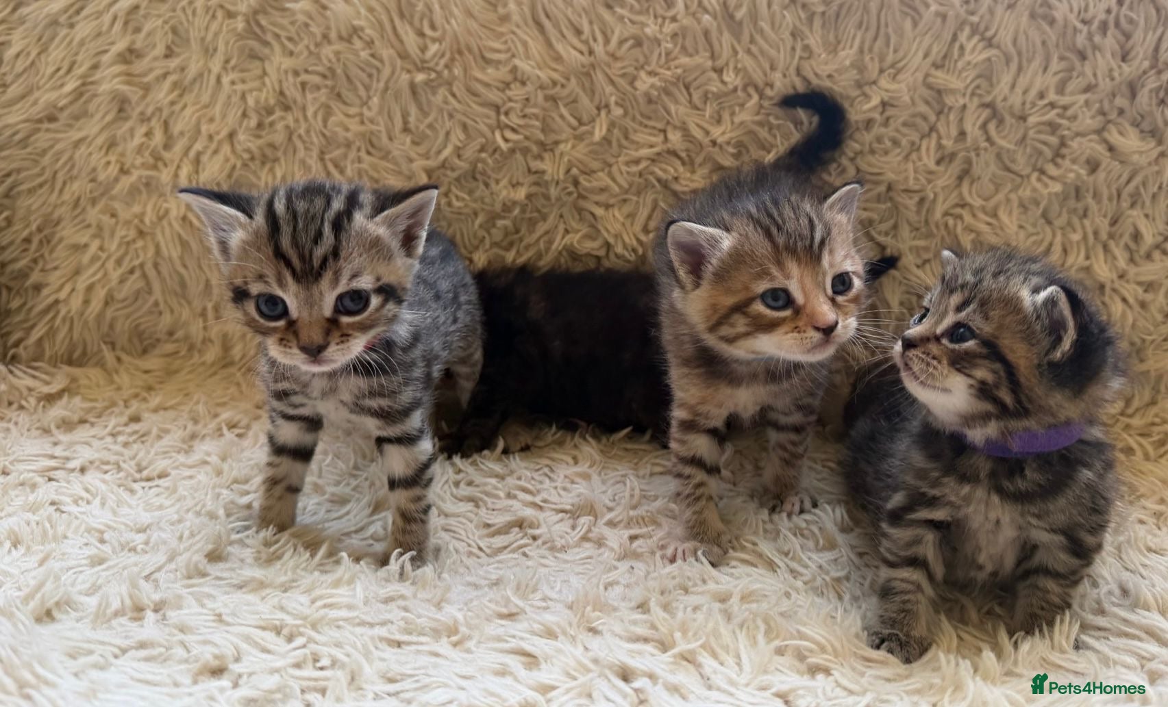 Maine Coon cats for sale: Maine Coon Cross Kittens Seeking Forever Homes - Advert 7