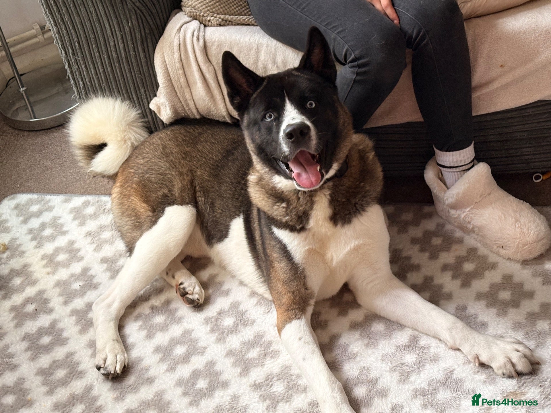 Akita dogs Meet loki - Advert 1