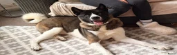 Akita dogs for sale: Meet loki - Advert 1