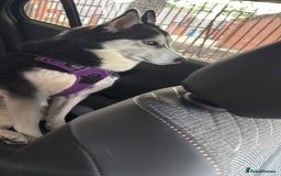 Siberian Husky dogs for sale: Siberian Husky  - Image 2