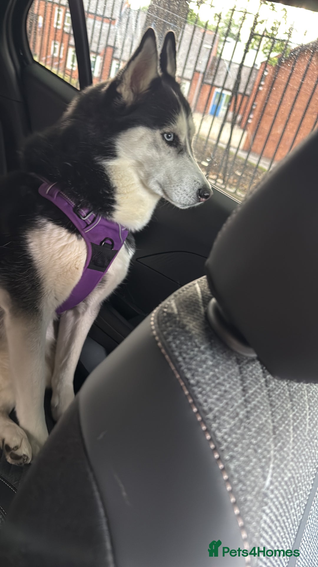 Siberian Husky dogs for sale: Siberian Husky  - Image 2
