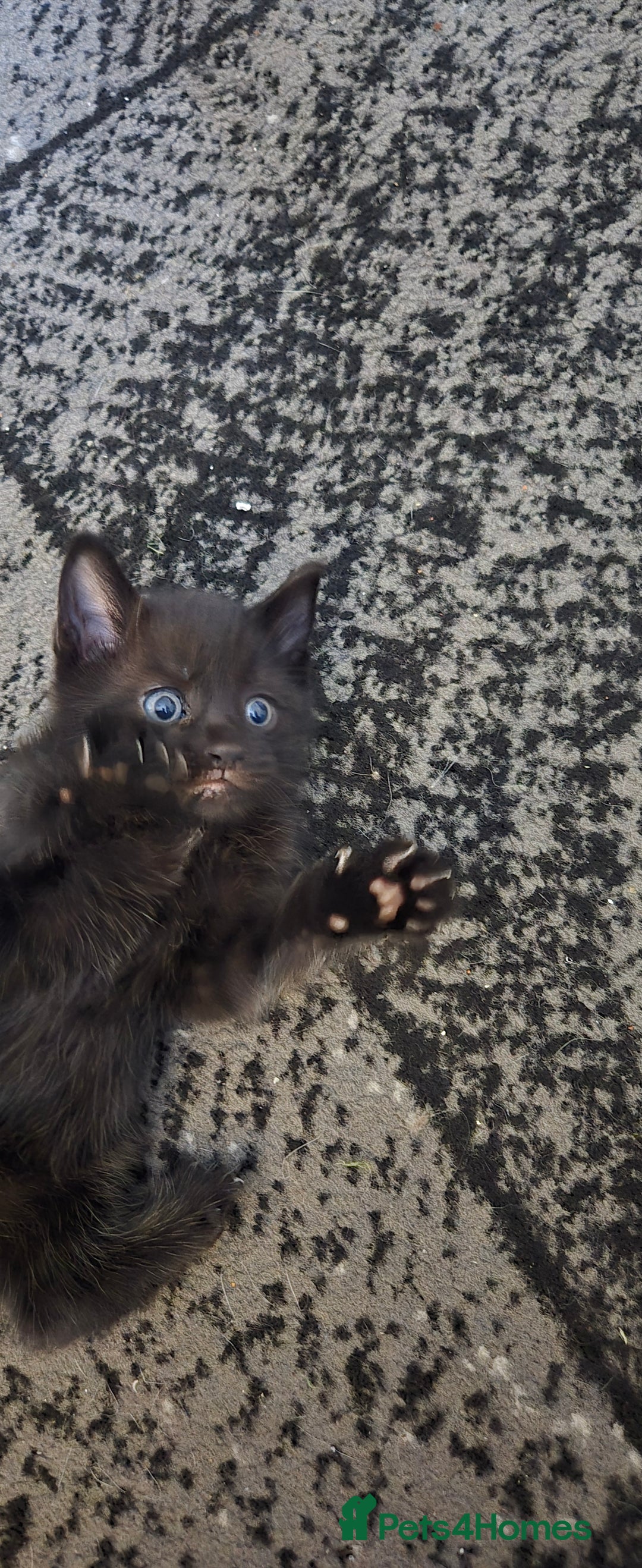 Mixed Breed cats for sale: 3 kittens looking for their forever homes.  - Image 11