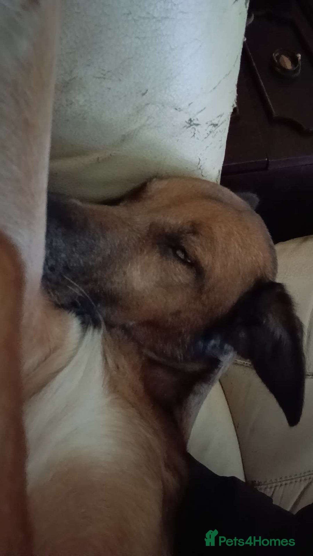 Mixed Breed dogs for sale: Lurcher cross  **  - Advert 2