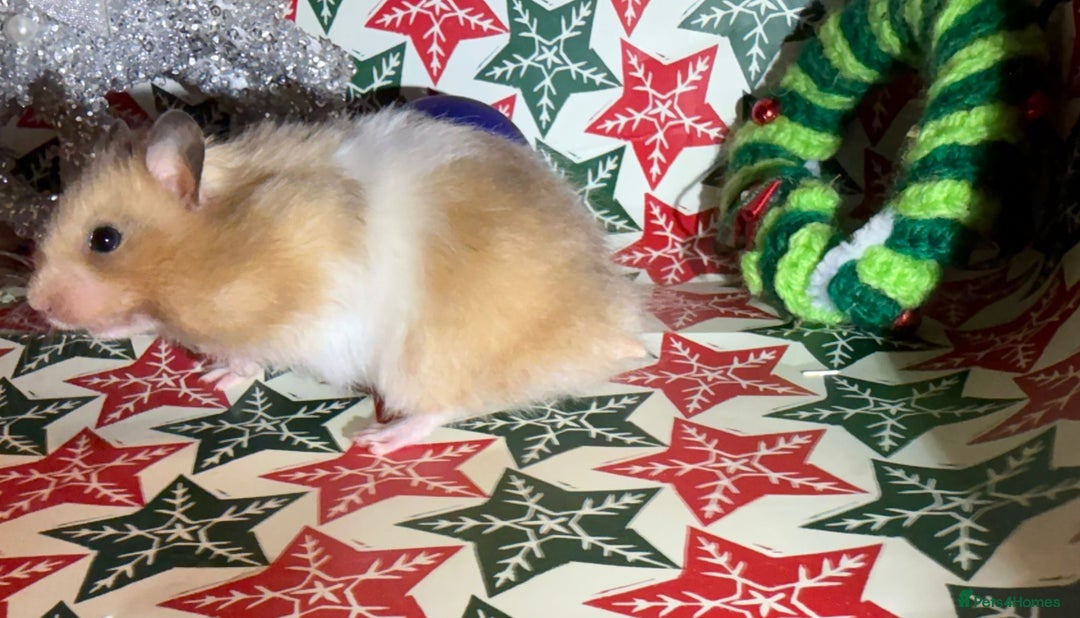 Hamster rodents for sale: Baby hamsters for sale - Advert 15