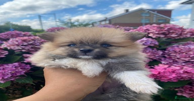 Pomeranian dogs - Advert 3