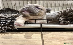 French Bulldog dogs for sale: 4 French bulldogs 2 fluffy - Image 10