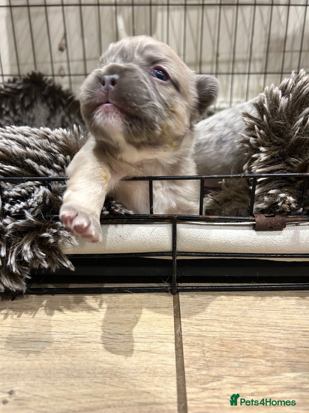 French Bulldog dogs for sale: 4 French bulldogs 2 fluffy - Image 10