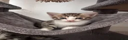 Mixed Breed cats for sale: Beautiful kittens looking for their forever homes in Plymouth - Advert 8
