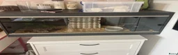 Corn Snake reptiles for sale: Adult corn snake and vivarium  in Rotherham - Advert 3