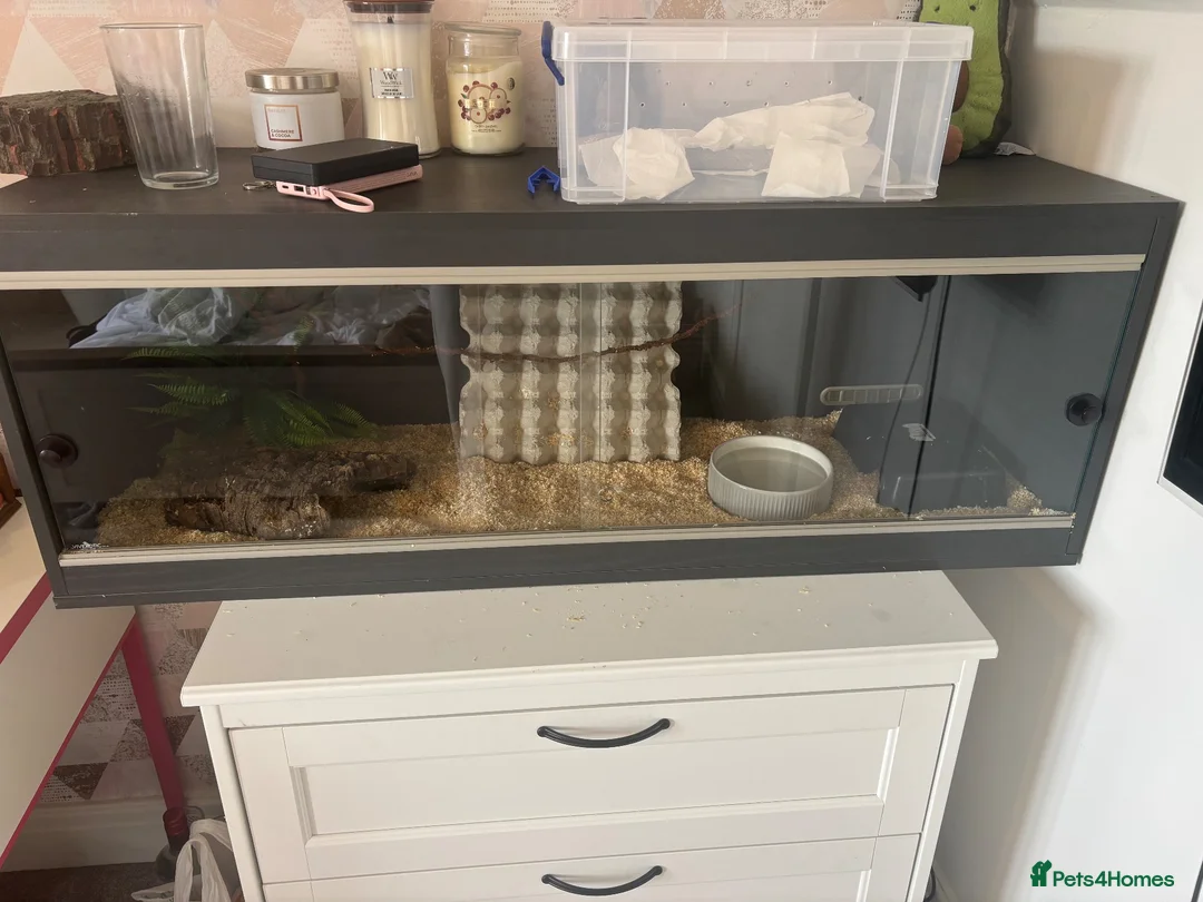 Corn Snake reptiles for sale: Adult corn snake and vivarium  in Rotherham - Advert 3