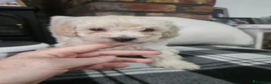 Beige/White Girl (No collar)