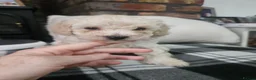 Toy Poodle dogs for sale: Toy poodle puppies 🩷💙  - Advert 16