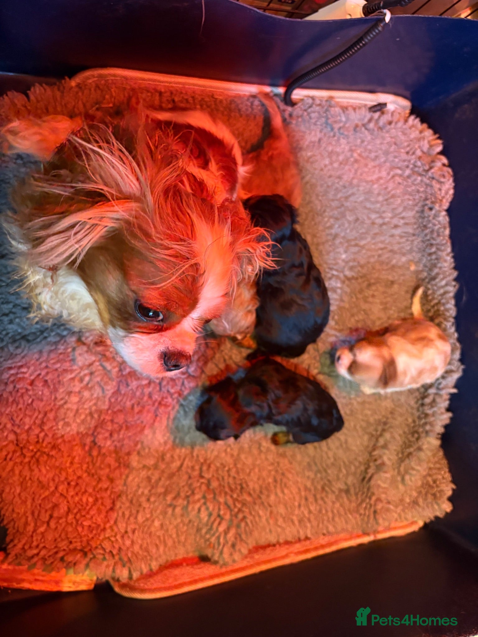 Cavalier King Charles Spaniel dogs Cavalier King Charles spaniel puppies. Ready now - Advert 1