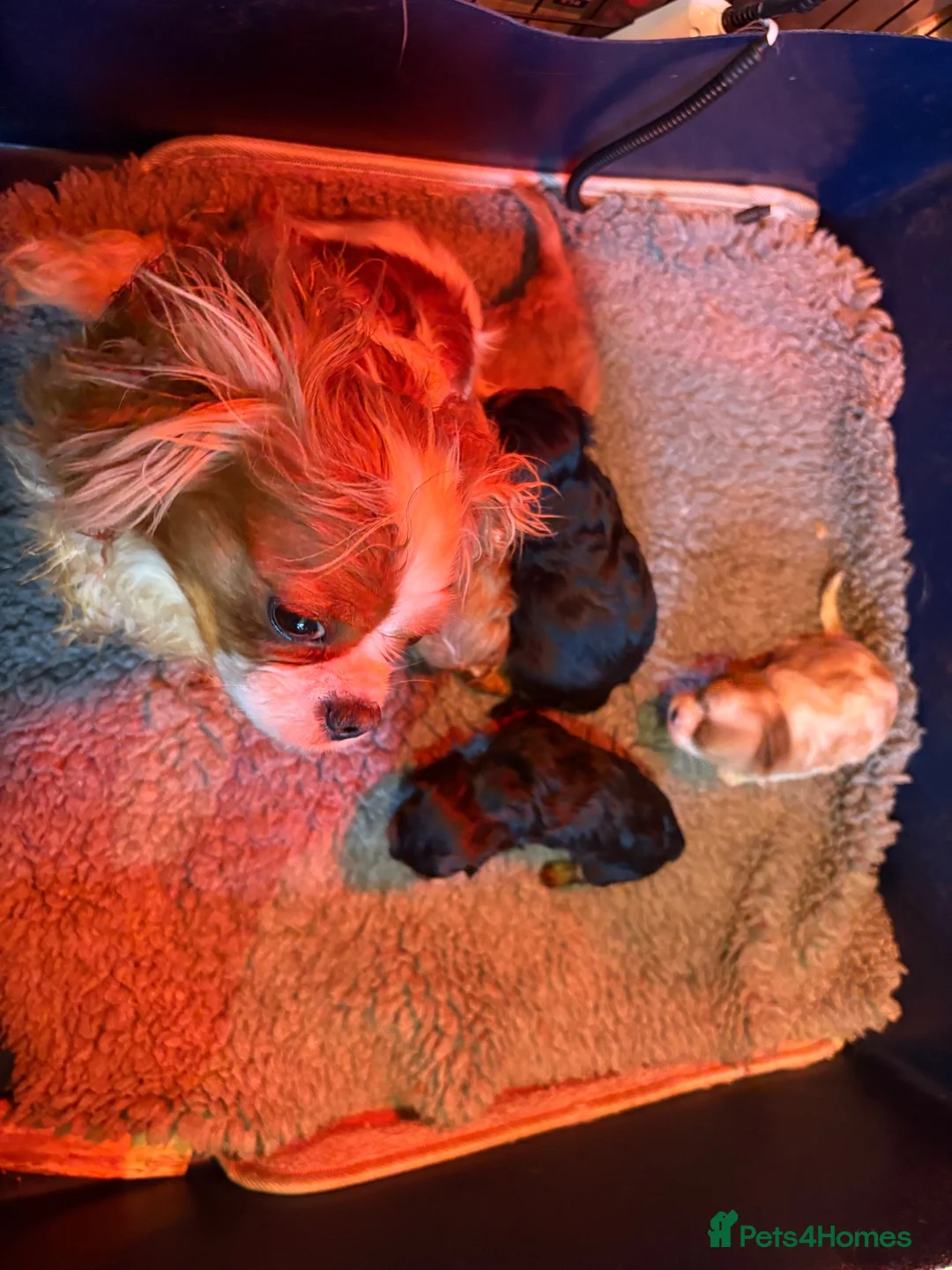 Cavalier King Charles Spaniel dogs for sale: Cavalier King Charles spaniel puppies. Ready now - Advert 1