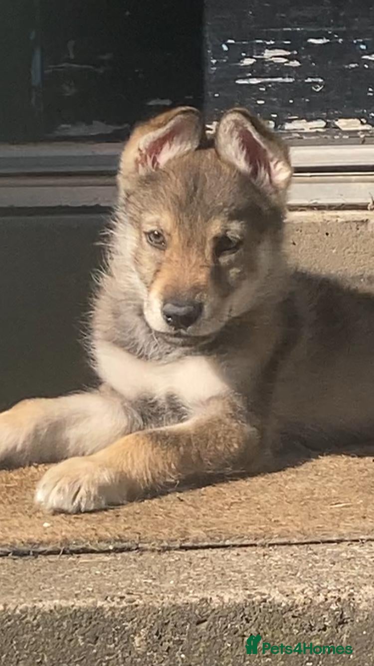 Saarloos Wolfdog dogs Gorgeous Wolfalike Puppies  - Advert 17