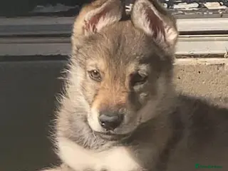 Saarloos Wolfdog dogs Gorgeous Wolfalike Puppies - Advert 17