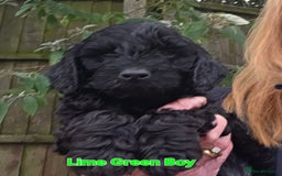 Cockapoo dogs for sale: Gorgeous Cockerpoo Puppies  - Image 4