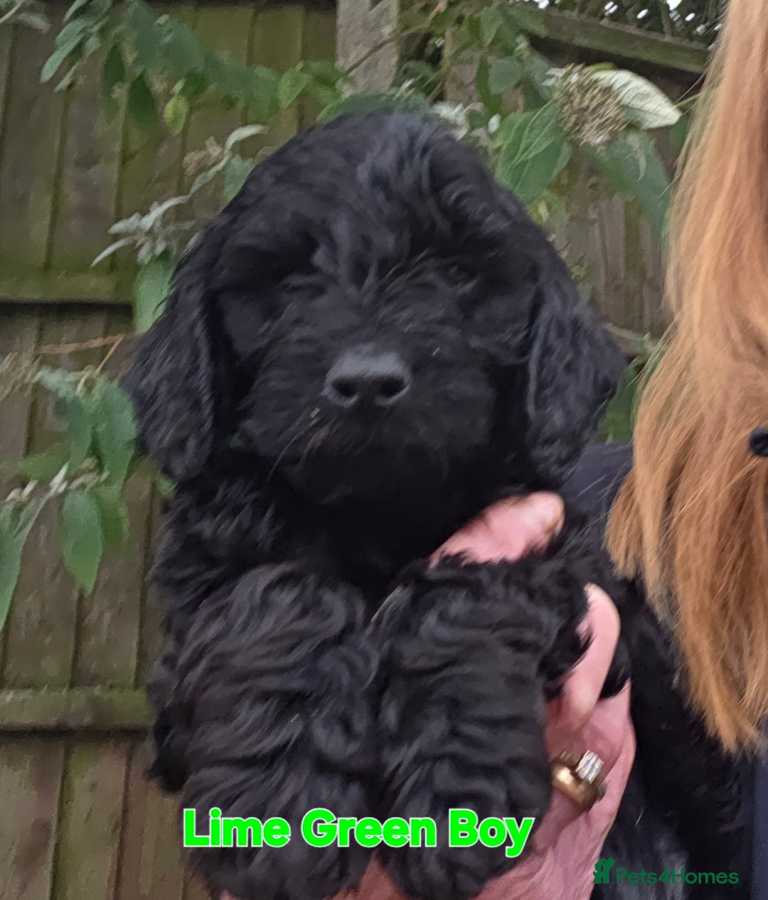 Cockapoo dogs for sale: Gorgeous Cockerpoo Puppies  - Image 4