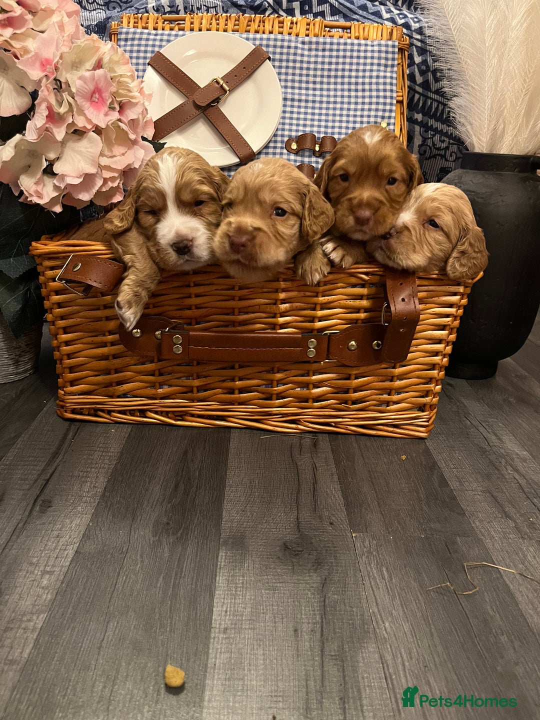 Cocker Spaniel dogs for sale: Pedigree Cocker Spaniels SOLD - Advert 8