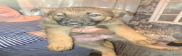 German Shepherd dogs for sale: Stunning German Shepherd puppies for sale - Advert 3
