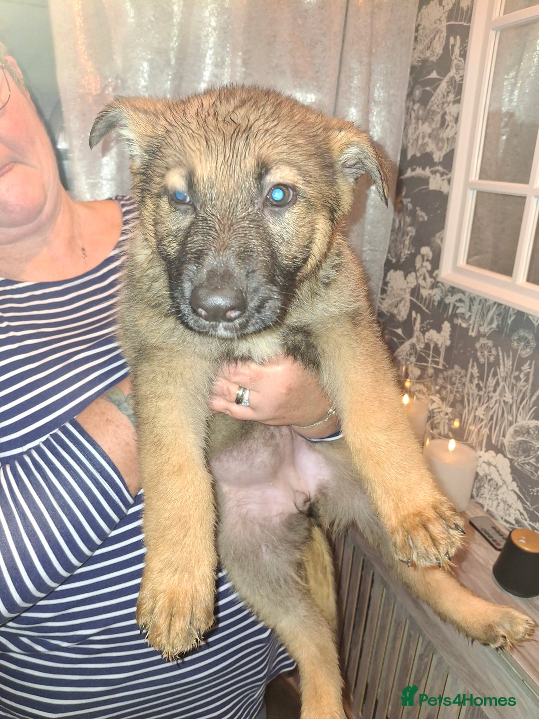 German Shepherd dogs for sale: Stunning German Shepherd puppies for sale - Advert 3
