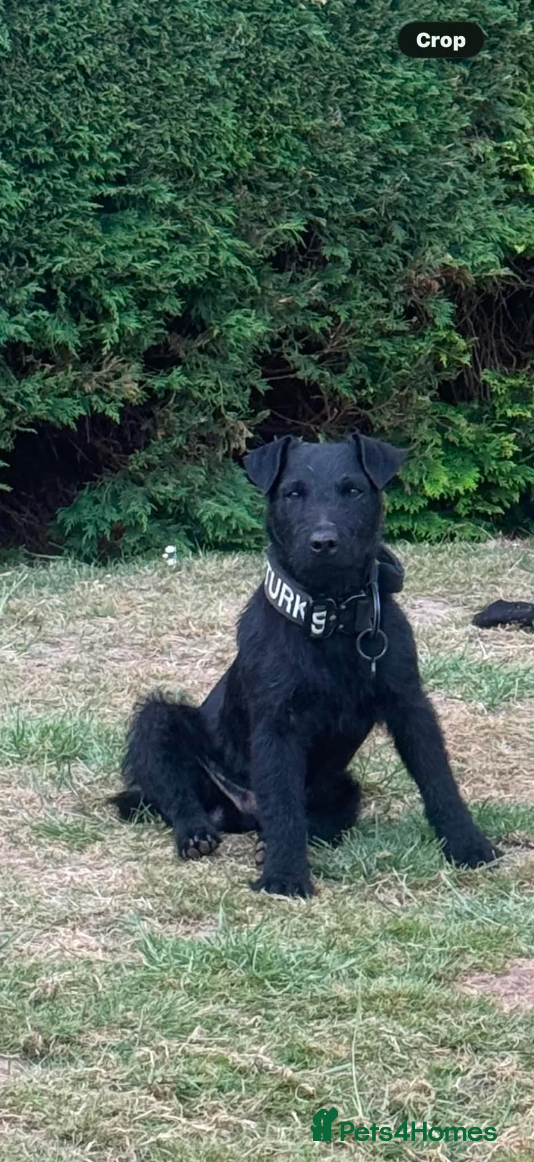Patterdale Terrier dogs for sale: Male patterdale terrier - Advert 2