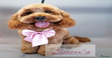 Cavapoo dogs - Advert 2