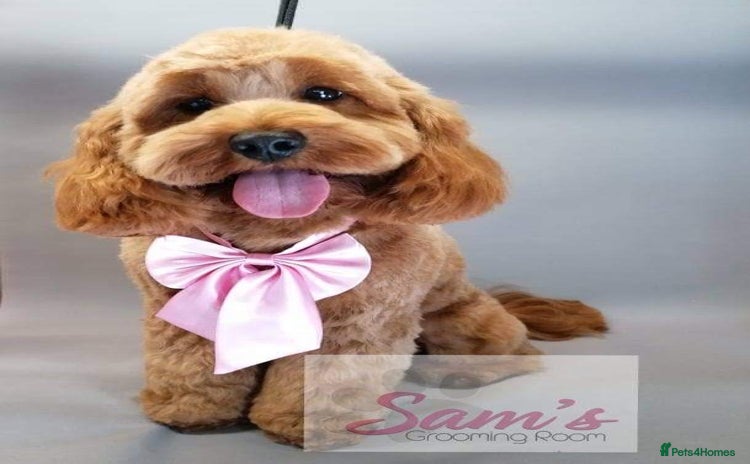 Cavapoo dogs - Advert 5