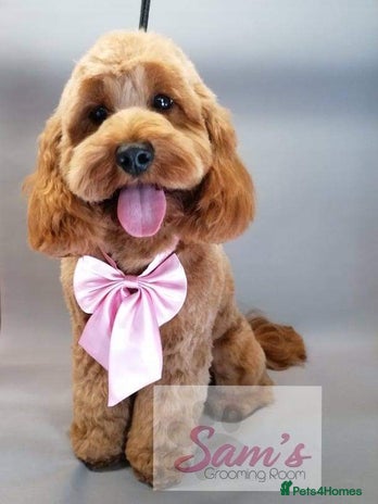 Cavapoo dogs - Advert 5