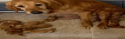 Golden Retriever dogs for sale: Golden retriever puppies health tested parents - Advert 5