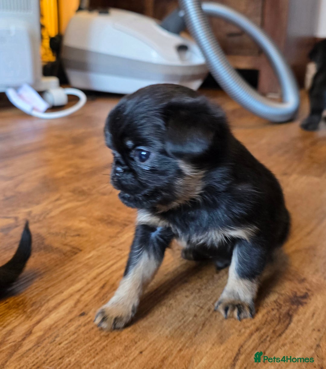 Griffon Bruxellois dogs for sale: KC Registered Rough Brussels Griffon  - Advert 24