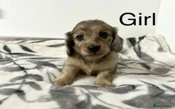 Miniature Dachshund dogs for sale: Miniature longhair dachshunds health test parents  - Image 4