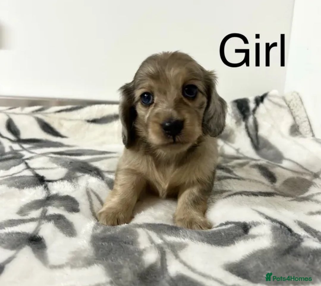 Miniature Dachshund dogs for sale: Miniature longhair dachshunds health test parents  - Image 4