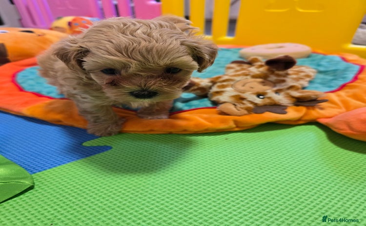 Maltipoo dogs - Advert 14