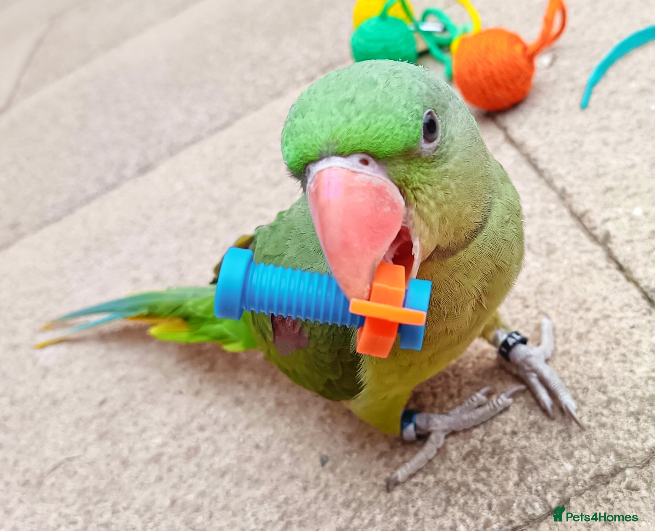 Parrots birds Tame alexandrine parrot  - Advert 3