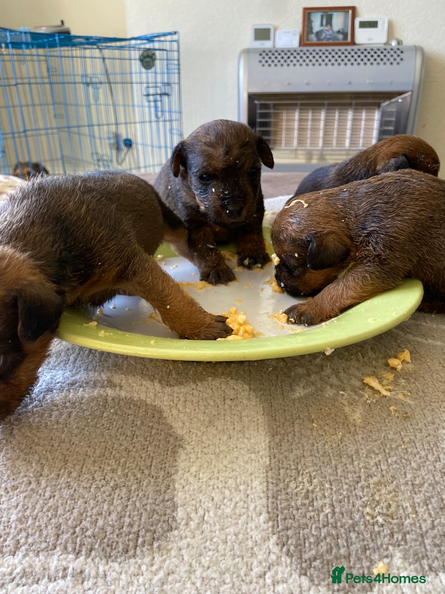 Lakeland Terrier dogs Stunning Lakelands  - Advert 2