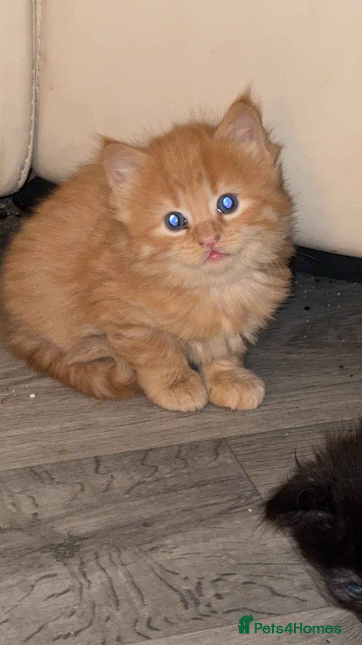 Maine Coon cats 5 half main coon  - Advert 11