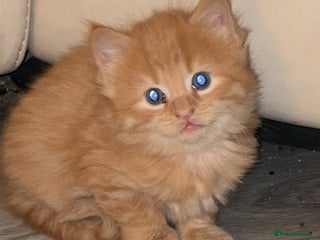 Maine Coon cats 5 half main coon - Advert 2