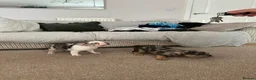 French Bulldog dogs for sale: French bulldogs  - Advert 6