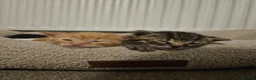Mixed Breed cats for sale: Cats for sale in Bradford - Advert 9