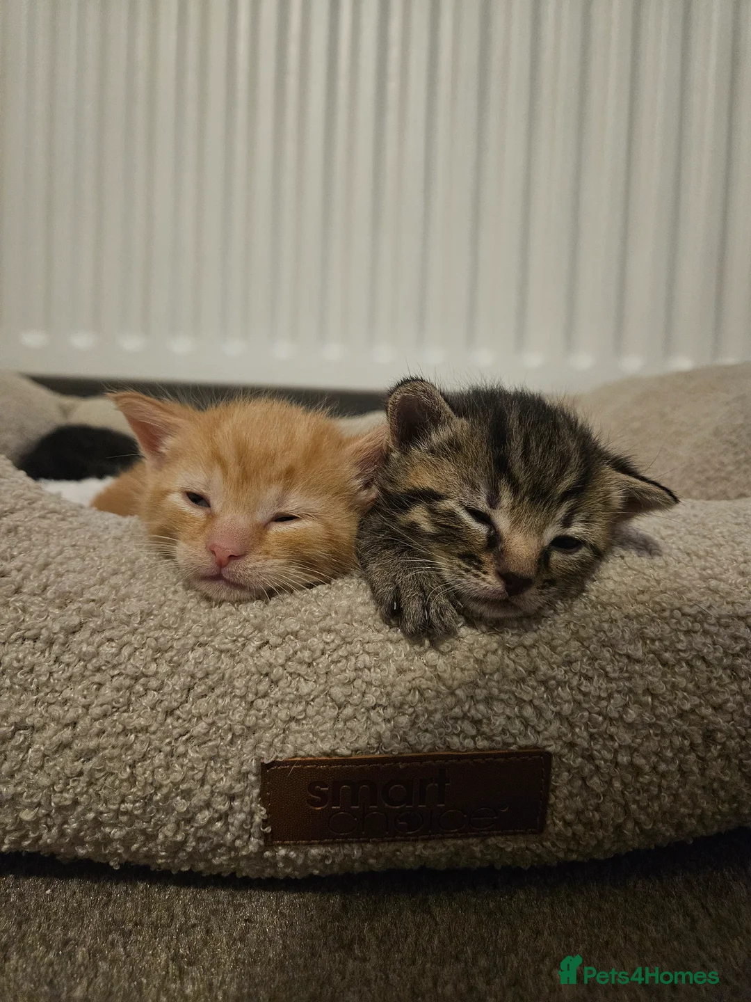Mixed Breed cats for sale: Cats for sale in Bradford - Advert 9