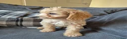 Cockapoo dogs for sale: Last boy F1 Cockapoo full vacs - ready now - Advert 6