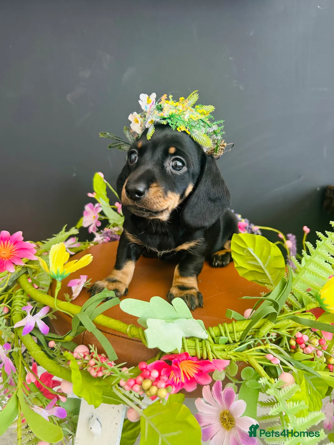 Miniature Dachshund dogs for sale: True Miniatures 5 star Breeder ⭐️⭐️⭐️⭐️⭐️ - Advert 1