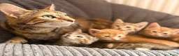 American Shorthair cats for sale: America shorthair x Bengal cross kittens  - Advert 10