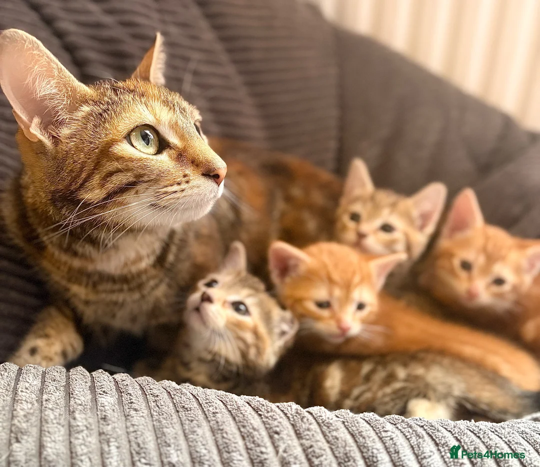 American Shorthair cats for sale: America shorthair x Bengal cross kittens  - Advert 10