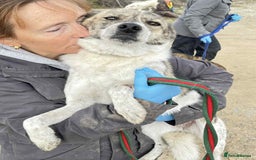 Mixed Breed dogs for adoption: Misty - Norwich Norfolk  - Advert 7