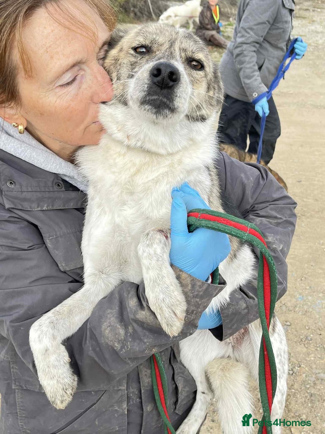 Mixed Breed dogs for adoption: Misty - Norwich Norfolk  - Advert 7