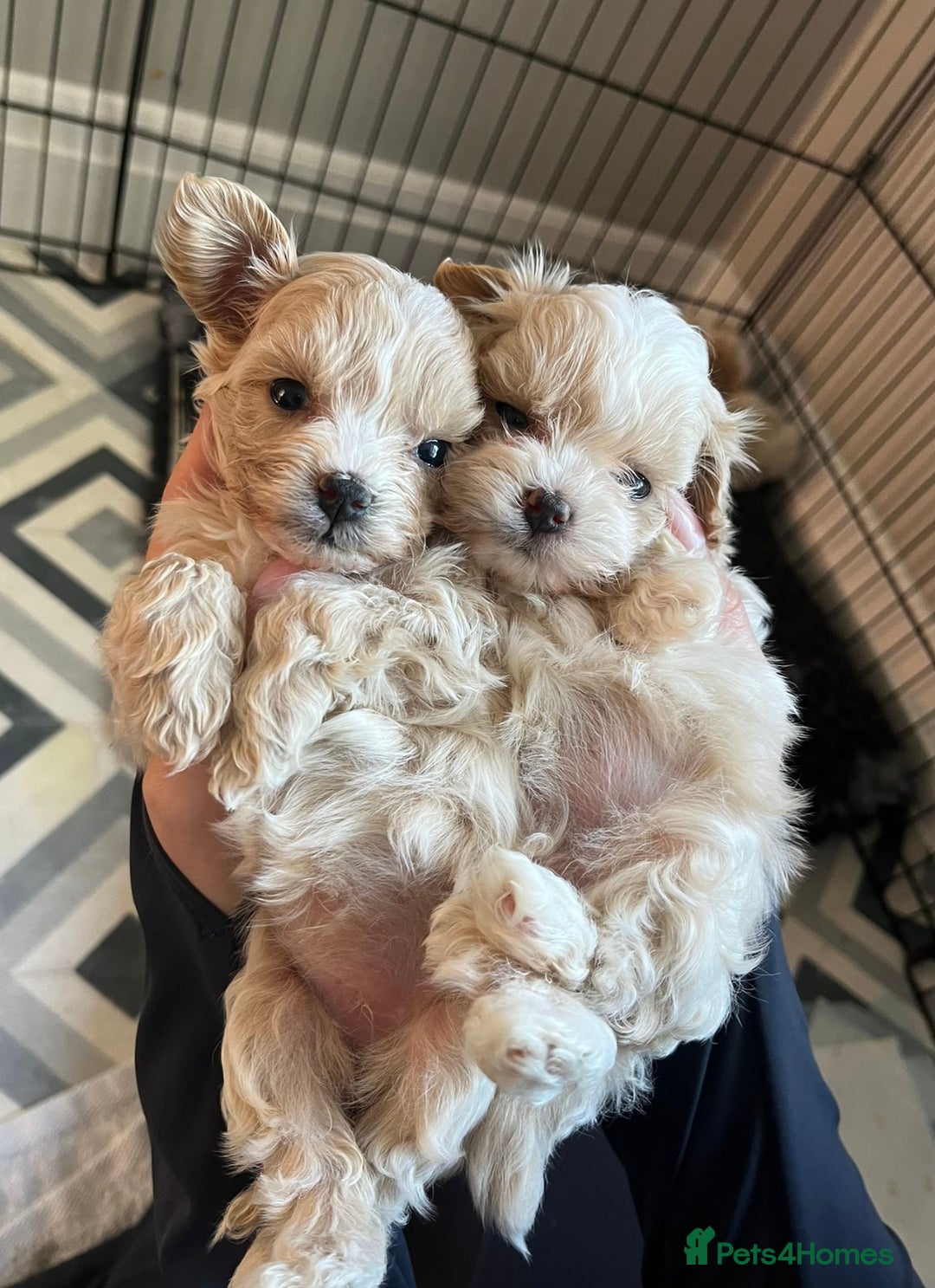 Maltipoo dogs for sale: F1 litter of 5 Maltipoo girls  - Image 3