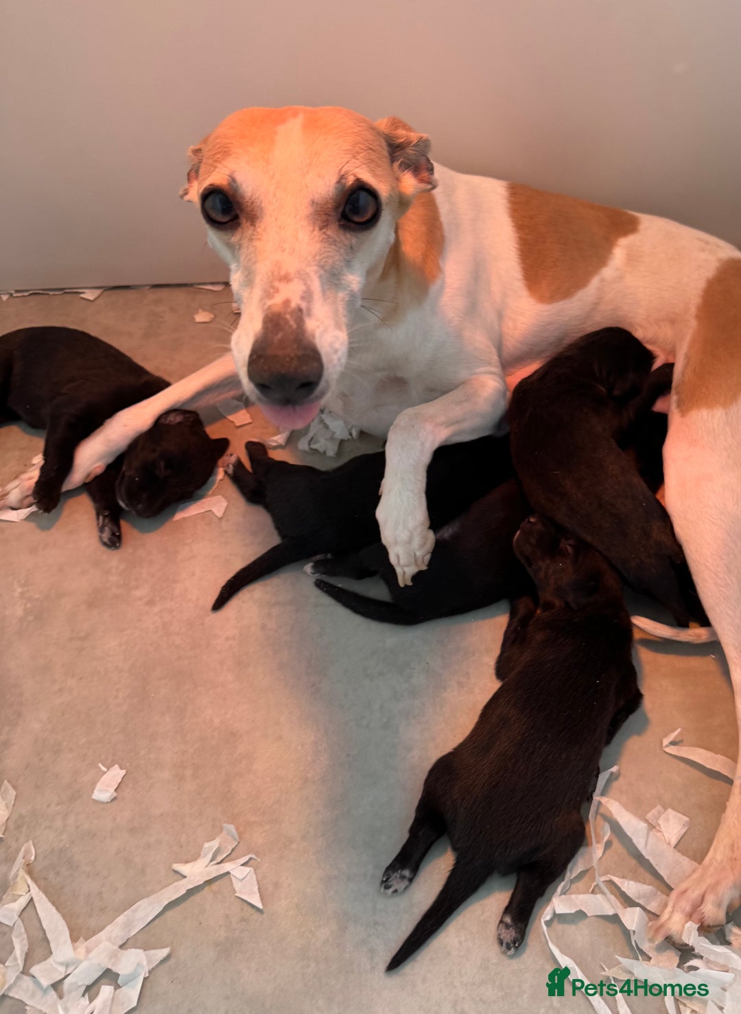 Bedlington Terrier dogs for sale: F1 bedlington terrier x whippet puppies - Image 8