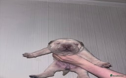 Shar Pei dogs for sale: 3 Shar pei girls  - Image 2